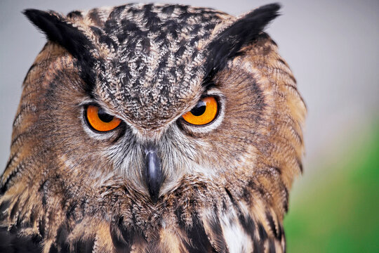 eagle owl