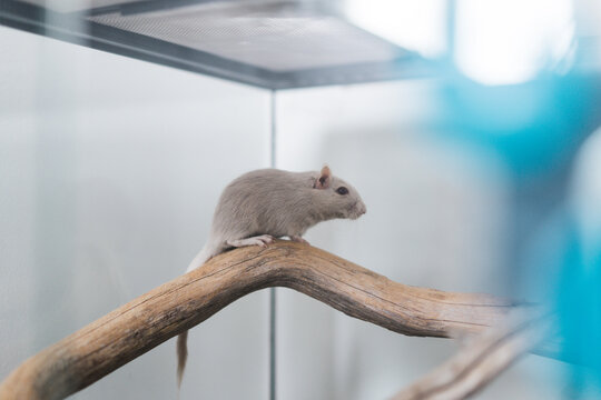 Grey mouse in terrarium