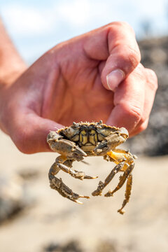 A human hand holds a small crab on a beach in Sylt