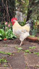 Beautiful Free-Range Rooster © Noemi