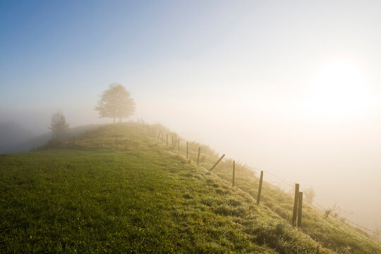 Germany, Bavaria, Pasture land, fence and fog