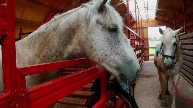 Two white horses stand inside stable beside red metal stalls. Close horse portrait shows calm equine waiting near riding equipment.