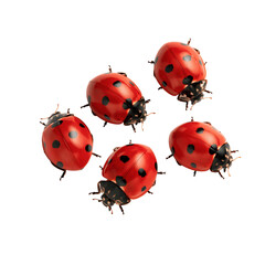 Fototapeta premium Group of four red ladybugs with black spots gathered on a light surface