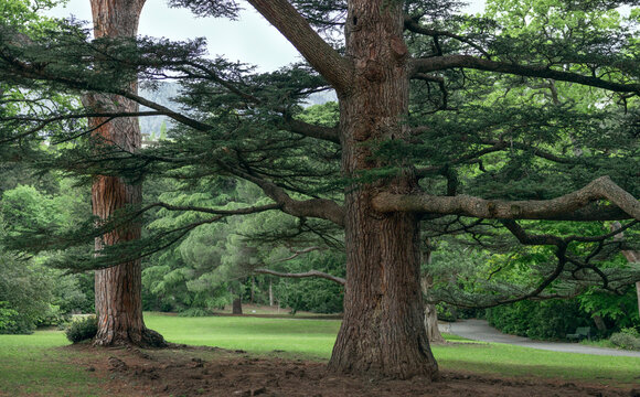 Large cedar trees grow in a peaceful green park