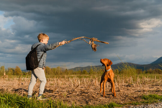 Boy playing fetch with his vizsla dog in an autumn field outdoors