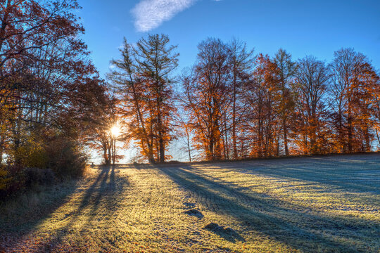 Germany, Bavaria, near Icking, Beech trees and morning mood