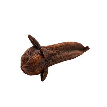Clove isolated on white background showing details and shape of the spice in a simple setting