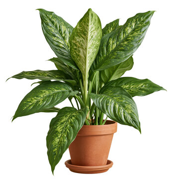 Plant with variegated green leaves grows in a terracotta pot in a bright room on a sunny day
