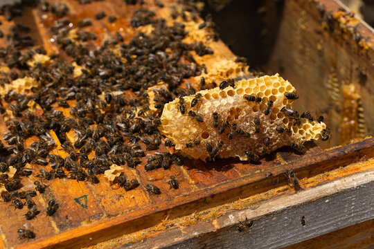 Honey bees working on natural honeycomb in a hive