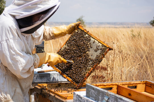 Beekeeper inspecting honeycomb with bees collecting honey in apiary