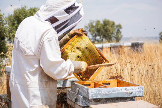 Beekeeper examining honeycomb frame with active bees