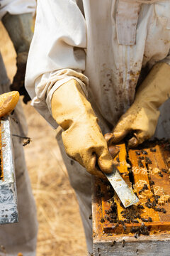 Beekeeper checking honey bees hive using a tool