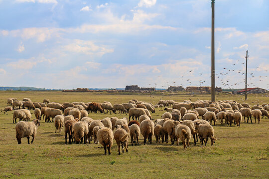Flock of domesticated sheep outside in countryside lawn farm