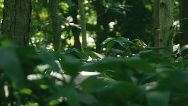 A lush green deciduous forest filled with abundant bamboo grass
