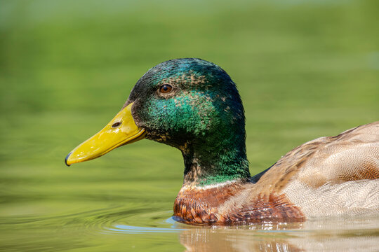duck on the water