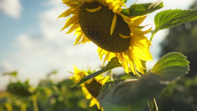 Yellow petals and center with sunflower seeds fill the entire frame in close-up on an open field. Bright sunlight creates a rich textured surface. Theme of summer field crops