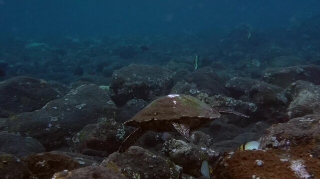 Hawksbill turtle in Tulamben