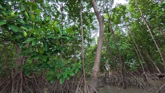 A dense mangrove forest featuring intricate stilt root systems growing in the shallow muddy water of a tropical coastal ecosystem.
