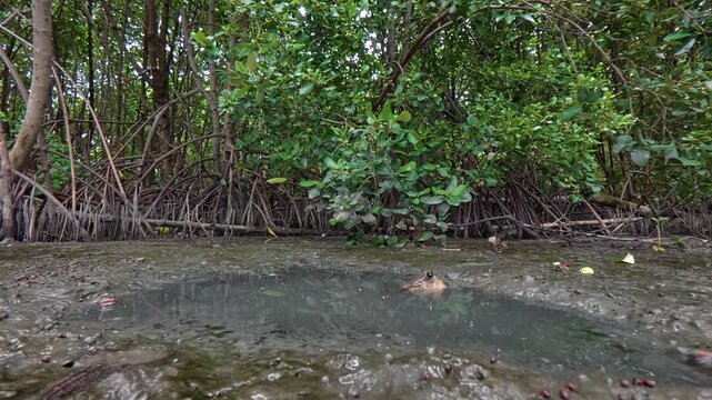 A dense mangrove forest featuring intricate stilt root systems growing in the shallow muddy water of a tropical coastal ecosystem.