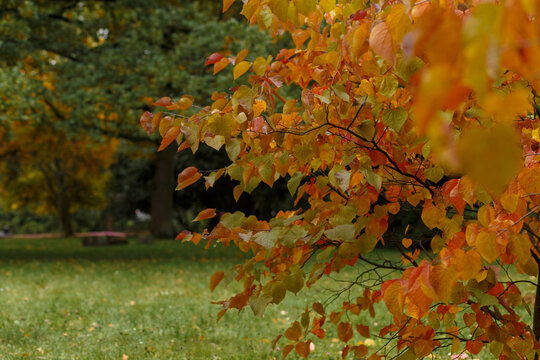 Colorful heart shaped autumn leaves on eastern redbud tree branch in park