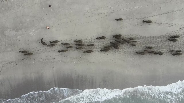 Aerial top down view of buffalo herd running along beach. Aerial top down drone view of a herd of water buffaloes walking and running along a sandy tropical beach next to ocean waves.