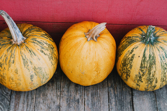 Three ripe yellow and green pumpkins are lined up on wooden boards against a bright red rustic wooden wall. Vibrant outdoor autumn decoration and festive harvest background.