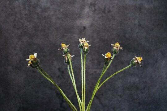 Tridax procumbens (known locally as gletang) is a type of wildflower in the Asteraceae family, featuring green petals and a yellow center. This plant typically grows wild in yards or along roadsides.