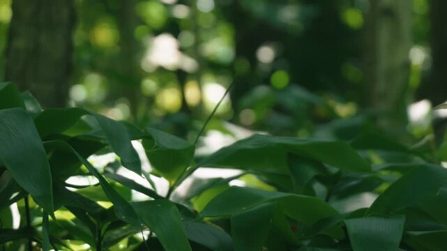 A lush green deciduous forest filled with abundant bamboo grass
