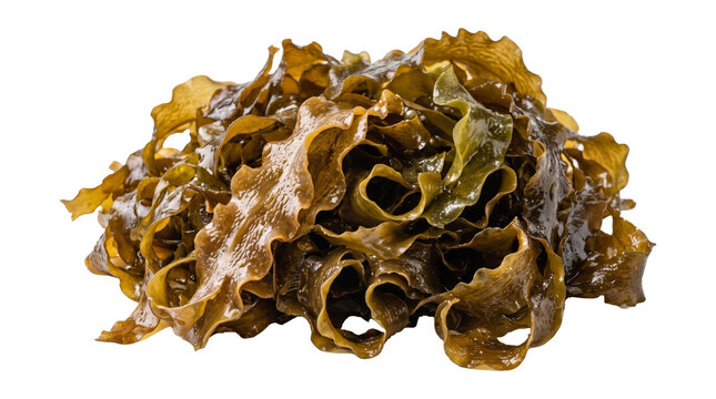 Pile of Brown Kelp Seaweed Fresh Harvest.