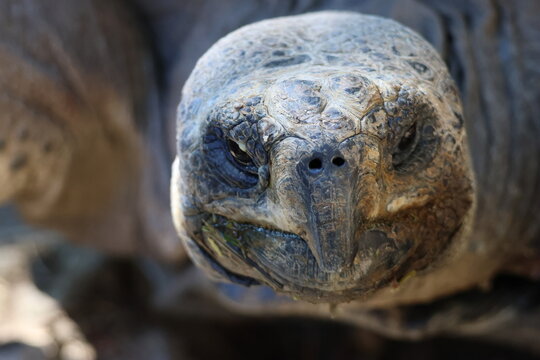Portrait rapproch&eacute; d&rsquo;une tortue g&eacute;ante d&rsquo;Aldabra