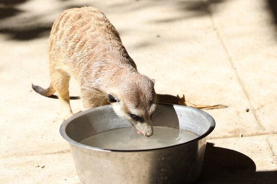Suricate buvant de l&rsquo;eau dans une gamelle m&eacute;tallique au soleil