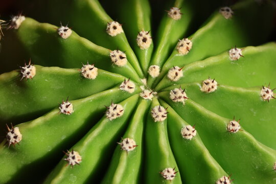 Vue macro du sommet d&rsquo;un Echinopsis oxygona aux ar&eacute;oles laineuses