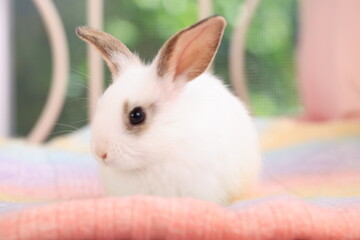 Naklejka premium Lovely bunny easter rabbit relaxing in living room with flowers garden background. Fluffy baby rabbit, lovely mammal with colourful easter eggs. Animal easter symbol concept. 