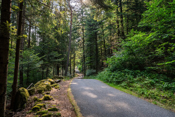 Fototapeta premium Asphalt mountain road descending into the forest of Malesco