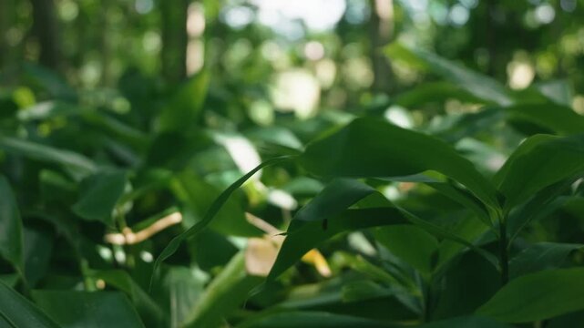 A lush green deciduous forest filled with abundant bamboo grass
