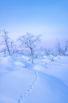 Animal Tracks Crossing Deep Snow in a Blue Arctic Forest