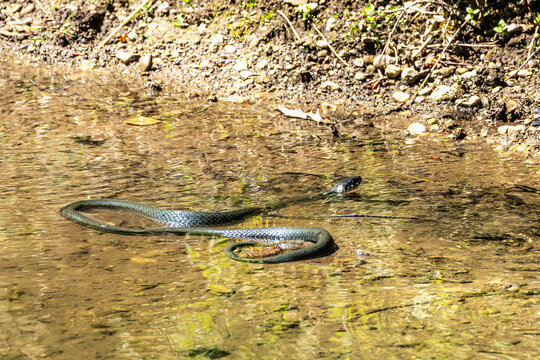 Grass snake, Natrix natrix swimming in a lake in Munich, Germany, Europe