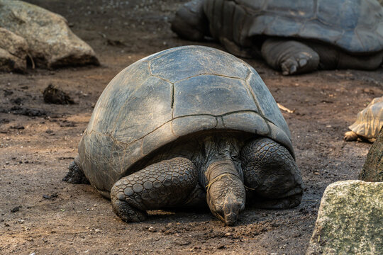 Aldabra giant tortoise, Curieuse Marine National Park, Curieuse, Seychelles