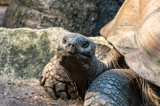 Aldabra giant tortoise, Curieuse Marine National Park, Curieuse, Seychelles