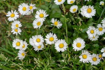Obraz premium High angle close up of wild daisies blooming in the meadow