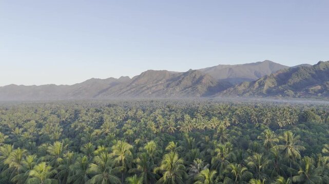 Aerial drone view of Coconut fields of Brooke's Point with Mount Maruyog and surrounding mountains