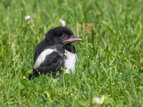 Baby magpie - Pica pica