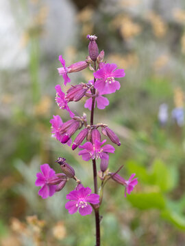 Sticky catchfly - Viscaria vulgaris