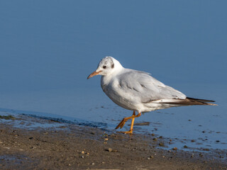 Fototapeta premium Black-headed gull - Chroicocephalus ridibundus