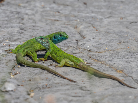 European green lizard - Lacerta viridis