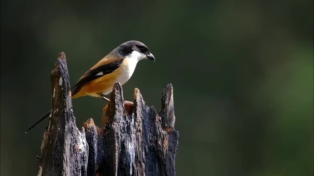 Long-tailed shrike (Lanius schach) perched on a weathered dry tree stump looking around before flying away in natural background
