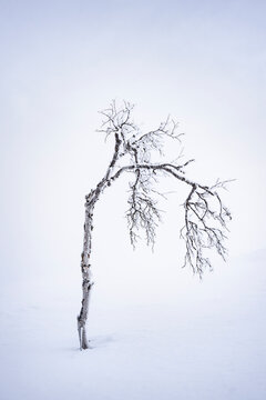 Solitary Snow-Covered Birch Tree in a Minimal Arctic Landscape