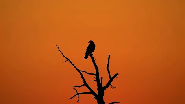 Silhouette bird on dead tree at orange sunset sky branch silhouette orange sky dreamscape mood scene