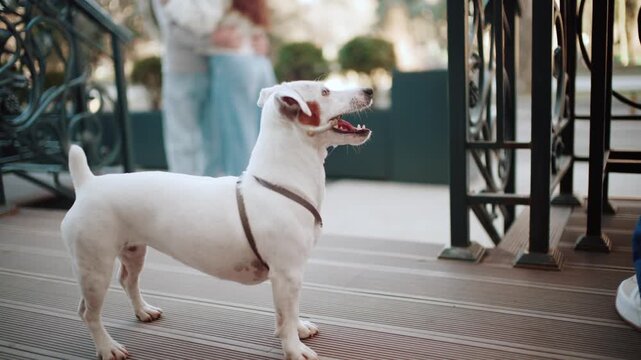 Small white dog holds stick in mouth, waiting for owner to play outdoors.