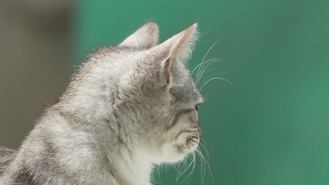 Cat Profile Portrait Green Background Closeup